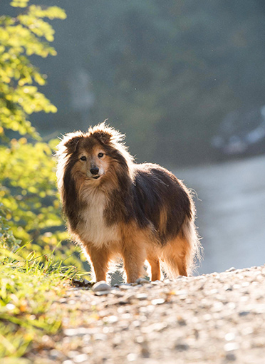 Tierfotografie